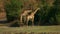 Giraffe in National park landscape grasslands