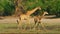 Giraffe in National park landscape grasslands