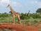 Giraffe - National Park Tsavo East in Kenya. Middle of the spring