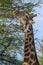 giraffe national parks of namibia between desert and savannah