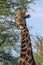 giraffe national parks of namibia between desert and savannah