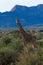 giraffe national parks of namibia between desert and savannah