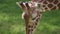 Giraffe on natural green background