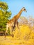 Giraffe in natural habitat