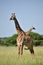 Giraffe in natural habitat in African natural park