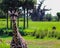 Giraffe in natural habitat at Animal Kingdom