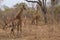 Giraffe on nature background.West Africa, Senegal