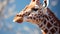 Giraffe, nature beauty, close up of spotted pattern, looking at camera generated by AI