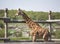 Giraffe near a wooden fence