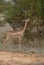 Giraffe-necked Antelope