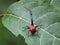 Giraffe-necked weevil