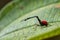 Giraffe-necked weevil - Trachelophorus giraffa