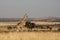 Giraffe in the Northwest province of South Africa.