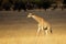 Giraffe in open grassland