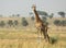Giraffe on the Open Savanna