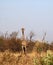 GIRAFFE IN OPEN WOODLAND IN SOUTH AFRICAN BUSH