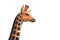 Giraffe orange isolated from the background. With splitters