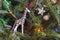 Giraffe  Ornament on Holiday Tree