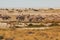 Giraffe , oryx, springbok and buffalo by pond in th Etosha National Park in Namibia