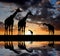 Giraffe over sunrise