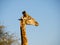 Giraffe with an Oxpecker