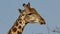 Giraffe with oxpecker birds