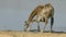 Giraffe with oxpecker birds drinking water