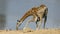 Giraffe with oxpecker birds drinking water