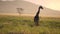 Giraffe With Oxpecker Birds on Sunset in Tanzania Africa, Slow Motion 120fps