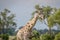 Giraffe with Oxpeckers on his neck.