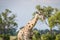 Giraffe with Oxpeckers on his neck.