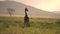 Giraffe With Oxpeckers on Sunset in Serengeti National Park Tanzania