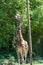 A giraffe at Paignton zoo in Devon, UK.