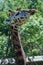 A giraffe at Paignton zoo in Devon, UK.