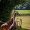Giraffe Pair Bonding and Entwining Necks