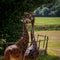 Giraffe Pair Bonding and Entwining Necks