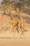 Giraffe Pair in the Kalahari Desert