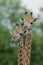 Giraffe Pair in Kruger Park