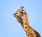 Giraffe Pair Portrait