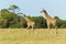 Giraffe pair walking