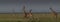 Giraffe panorama on the grass plains