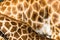 Giraffe Pattern