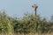 Giraffe peeping over bush under blue sky