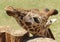 A Giraffe Peers Over the Top of a Log Fence