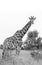 Giraffe, photographed in monochrome at Kruger National Park in South Africa.