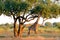 Giraffe photographed in the outback in Zambia