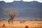 Giraffe photographed on a safari in Kenya. birds sit on the animal in the savannah of Africa