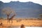 Giraffe photographed on a safari in Kenya. birds sit on the animal in the savannah of Africa