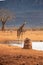 Giraffe photographed on a safari in Kenya. birds sit on the animal in the savannah of Africa