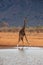 Giraffe photographed on a safari in Kenya. birds sit on the animal in the savannah of Africa